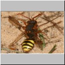 Nomada lathburiana - Wespenbiene w13.jpg